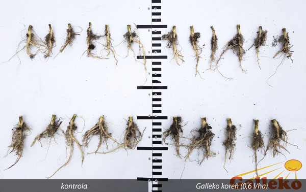 Obr. 2 Korene rastl&iacute;n repky ozimnej (T - Agro Pokoradz, spol. s&nbsp;r.o. (SR, okres RS, 13. 11. 2018)