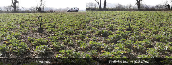 Obr. 3: Repka ozimn&aacute;, &Uacute;steck&yacute; kraj (ČR, 9. 4. 2018)