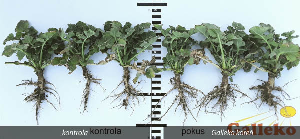 Obr. 4: Jedince repky ozimnej, &Uacute;steck&yacute; kraj (ČR, 9. 4. 2018)