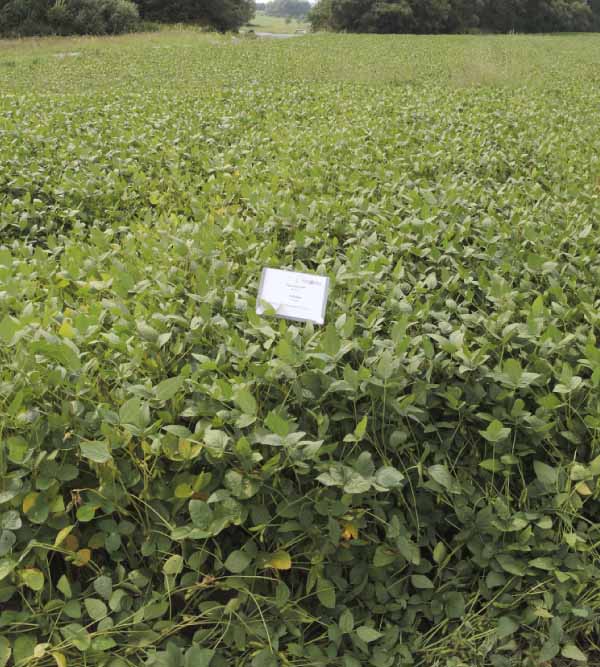 PRE Successor 600 + Sumimax  1,5&nbsp;l + 0,1 kg/ha