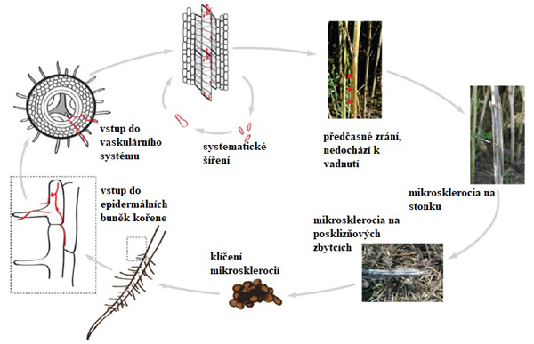 V&yacute;vojov&yacute; cyklus Verticillium longisporum
