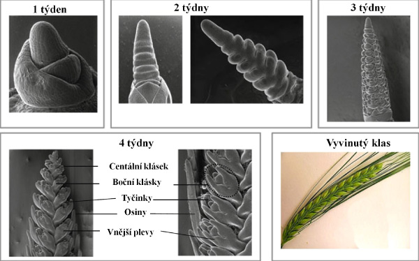 Obr. 2: Generativn&iacute; v&yacute;voj klasu jarn&iacute;ho ječmene; upraveno podle Rossini a&nbsp;kol., 2014