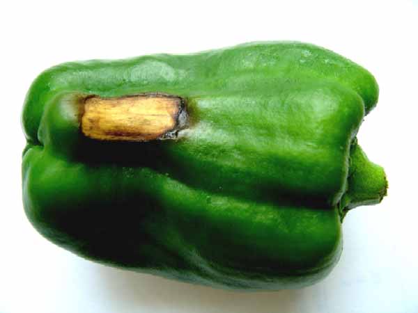 Nedostatek vápníku u papriky Nedostatek vápníku u papriky