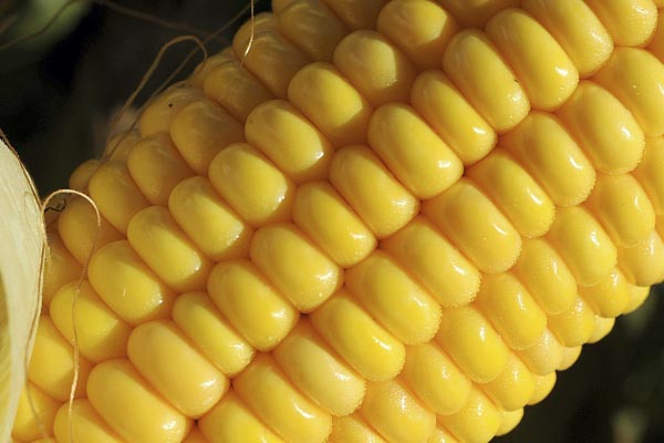 Typ zrna tvrd&yacute; (flint)