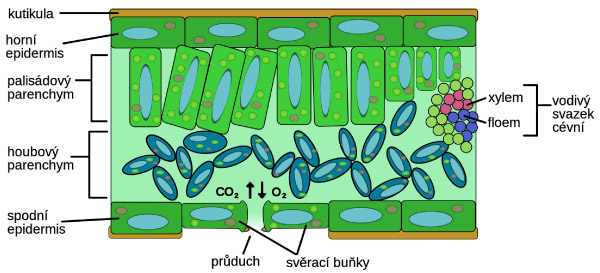 Obr. 1: Anatomie listu (wikipedia.org)