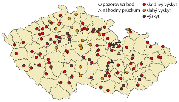 Mapa maximálních zaznamenaných výskytů stonkových krytonosců na jednotlivých pozorovacích bodech/náhodných průzkumech v roce 2019 Mapa maximálních zaznamenaných výskytů stonkových krytonosců na jednotlivých pozorovacích bodech/náhodných průzkumech v roce 2019