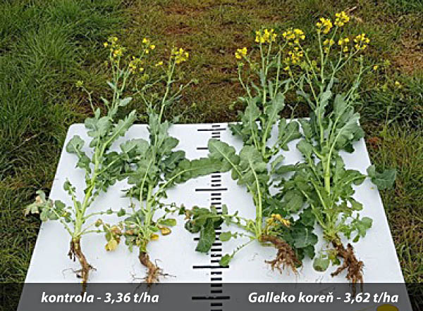Obr. 2 Repka ozimná - Atora, úroda (okr. Plzeň - mesto, ČR, 18. 4. 2019) Obr. 2 Repka ozimná - Atora, úroda (okr. Plzeň - mesto, ČR, 18. 4. 2019)