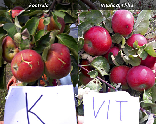 Obr. 1: Vliv aplikace př&iacute;pravku Vitalic na zahojen&iacute; ran po krupobit&iacute; (Pchery u&nbsp;Slan&eacute;ho, z&aacute;ř&iacute; 2018)