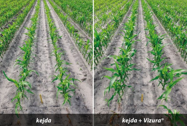 Vizu&aacute;ln&iacute; rozd&iacute;ly použit&iacute; Vizura&reg; na poli (SEGES Dansko)