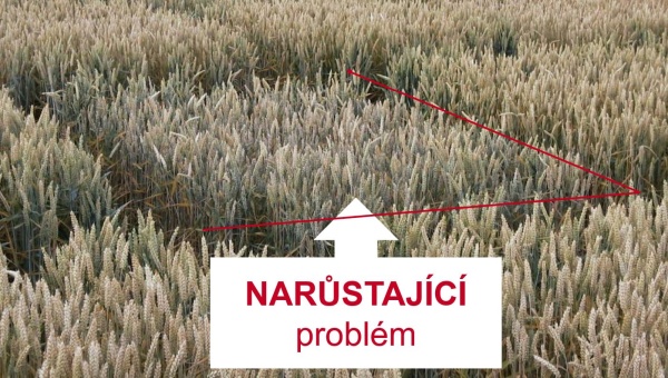 Porost p&scaron;enice napaden&yacute; snět&iacute; zakrslou (pokusn&yacute; pozemek)