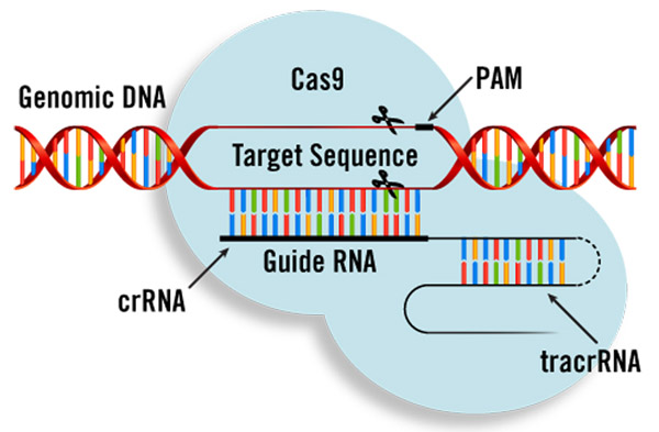 Schéma editace genomu metodou CRISPR (https://cs.wikipedia.org/wiki/CRISPR_editace_genomu) Schéma editace genomu metodou CRISPR (https://cs.wikipedia.org/wiki/CRISPR_editace_genomu)