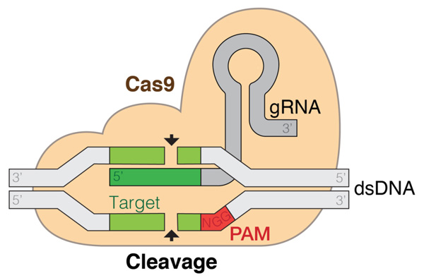 Schéma editace genomu metodou CRISPR (cs.wikipedia.org/wiki/CRISPR_editace_genomu) Schéma editace genomu metodou CRISPR (cs.wikipedia.org/wiki/CRISPR_editace_genomu)