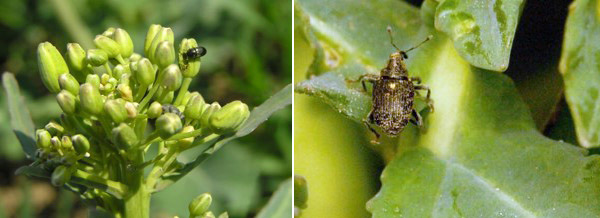 Striedan&iacute;m &uacute;činn&yacute;ch l&aacute;tok sa snaž&iacute;me zn&iacute;žiť riziko tvorby rezistentn&yacute;ch  popul&aacute;ci&iacute; &scaron;kodcov