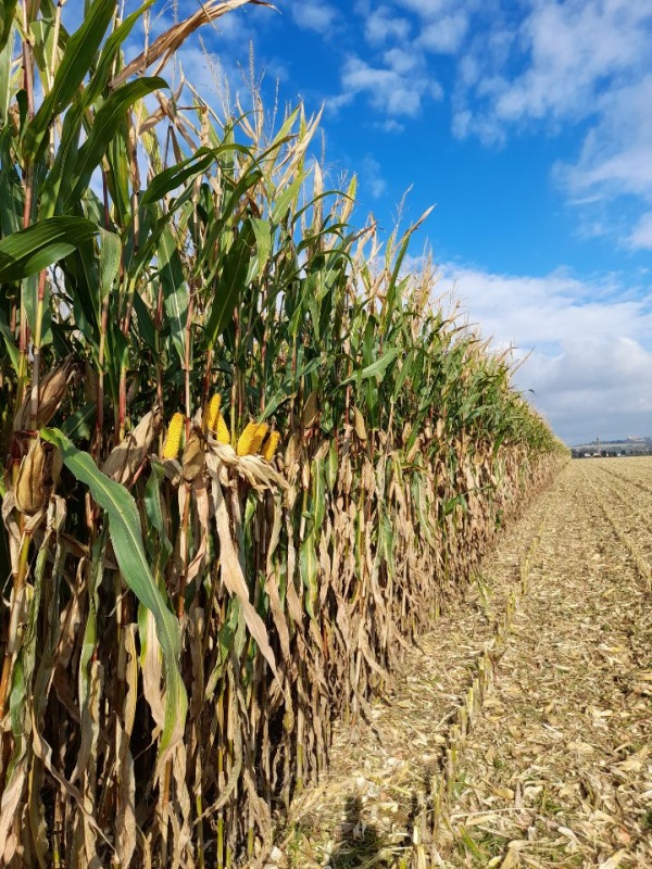 Říjnová sklizeň hybridu LG 31.272 (FAO 250) na vlhké zrno v Agrospolu Velká Bystřice s.r.o., na 30 ha pozemku byl dosažen výnos 18,97 t/ha při 34% vlhkosti Říjnová sklizeň hybridu LG 31.272 (FAO 250) na vlhké zrno v Agrospolu Velká Bystřice s.r.o., na 30 ha pozemku byl dosažen výnos 18,97 t/ha při 34% vlhkosti