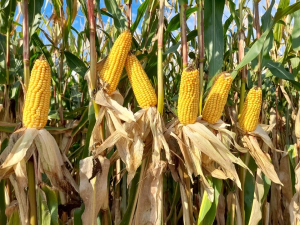 Říjnová sklizeň hybridu LG 31.272 (FAO 250) na vlhké zrno v Agrospolu Velká Bystřice s.r.o., na 30 ha pozemku byl dosažen výnos 18,97 t/ha při 34% vlhkosti Říjnová sklizeň hybridu LG 31.272 (FAO 250) na vlhké zrno v Agrospolu Velká Bystřice s.r.o., na 30 ha pozemku byl dosažen výnos 18,97 t/ha při 34% vlhkosti