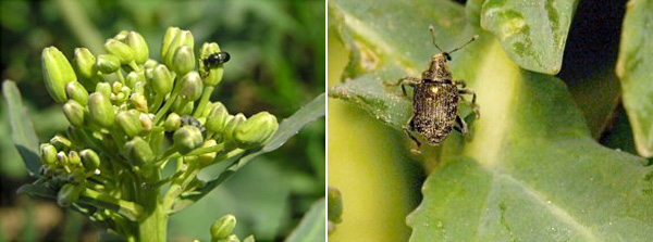 Stř&iacute;d&aacute;n&iacute;m &uacute;činn&yacute;ch l&aacute;tek se snaž&iacute;me sn&iacute;žit riziko tvorby rezistentn&iacute;ch populac&iacute; &scaron;kůdců