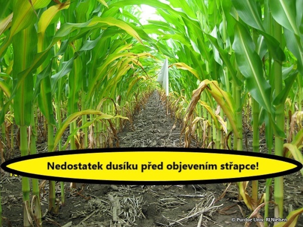 nedostatek dus&iacute;ku u&nbsp;kukřice