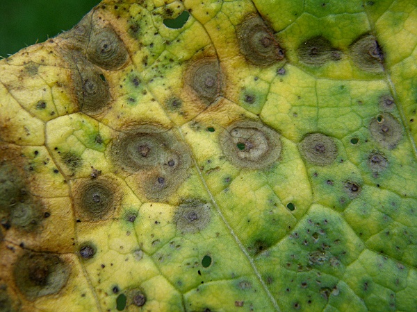 alternariov&aacute; skvrnitost ko&scaron;ť&aacute;lovin - pekingsk&eacute; zel&iacute; (foto Jaroslav Rod)