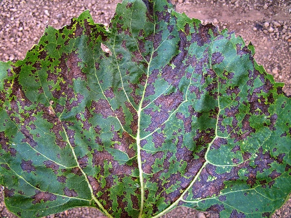 alternariov&aacute; skvrnitost slunečnice (foto Jaroslav Rod)