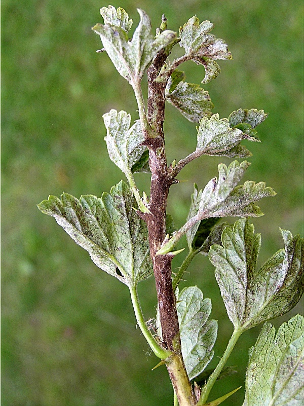 americk&eacute; padl&iacute; angre&scaron;tov&eacute; - napaden&iacute; listů a&nbsp;větvičky angre&scaron;tu (foto Jaroslav Rod)