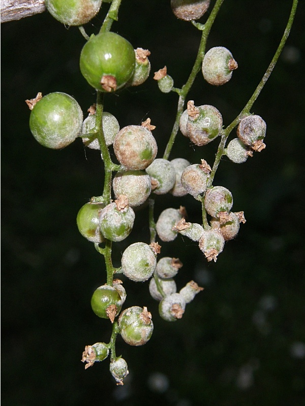 americk&eacute; padl&iacute; angre&scaron;tov&eacute; - napaden&iacute; plodů ryb&iacute;zu (foto Jaroslav Rod)