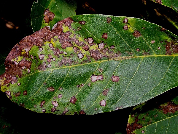 antrakn&oacute;za oře&scaron;&aacute;ku - př&iacute;znaky na listu (foto Jaroslav Rod)