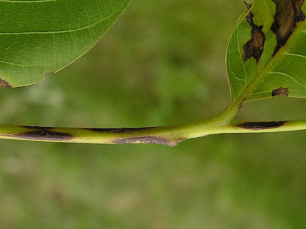 bakteri&aacute;ln&iacute; skvrnitost oře&scaron;&aacute;ku - př&iacute;znaky na řap&iacute;ku a&nbsp;listov&eacute; čepeli (foto Jaroslav Rod)
