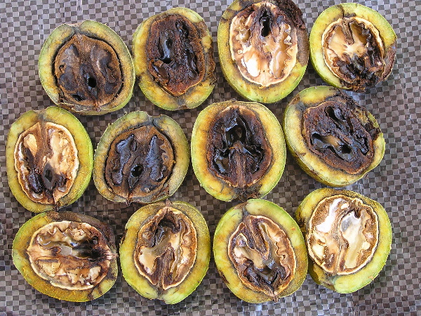 bakteri&aacute;ln&iacute; skvrnitost oře&scaron;&aacute;ku - př&iacute;znaky uvnitř ořechů (foto Jaroslav Rod)