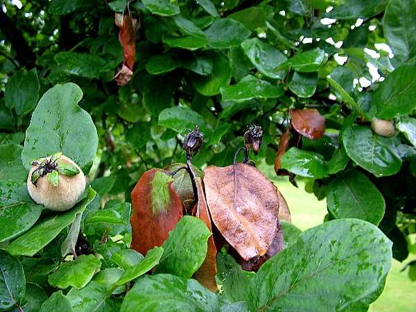 bakteri&aacute;ln&iacute; sp&aacute;la růžovit&yacute;ch - kdouloň (foto Jaroslav Rod)