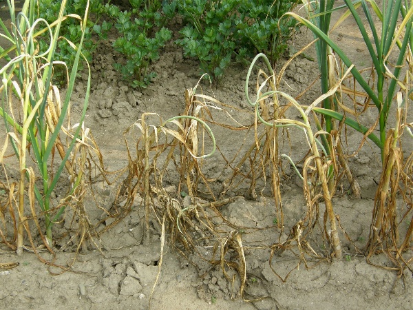 b&iacute;l&aacute; hniloba - cibule - př&iacute;znaky v&nbsp;porostu (foto Jaroslav Rod)