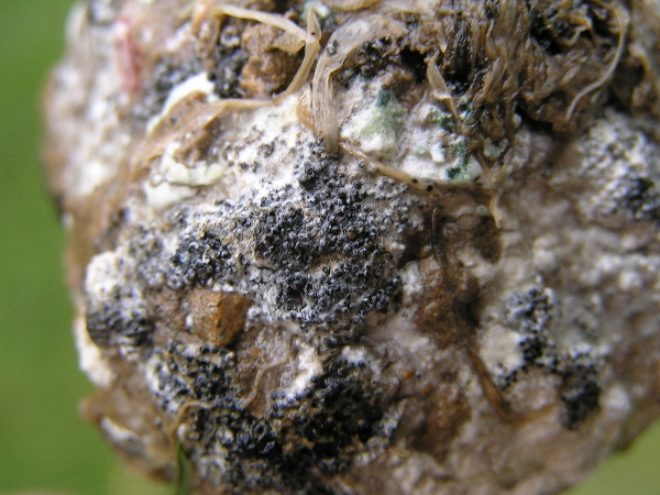 b&iacute;l&aacute; hniloba - česnek  - sklerocia na cibuli (foto Jaroslav Rod)