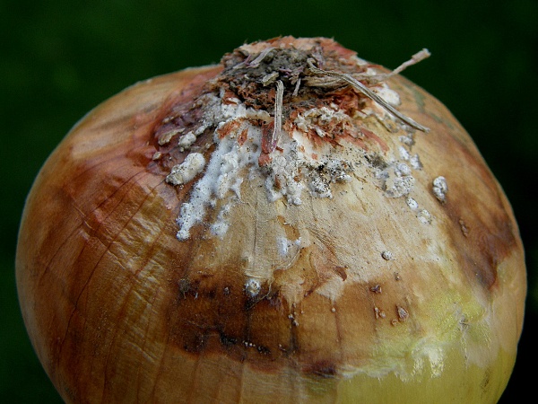 b&iacute;l&aacute; hniloba - cibule - po&scaron;kozen&iacute; podpuč&iacute; (foto Jaroslav Rod)