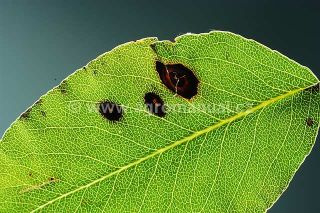 Projev choroby na listu