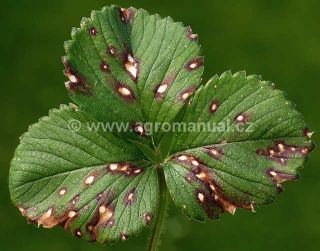 Projev choroby na listu jahodn&iacute;ku