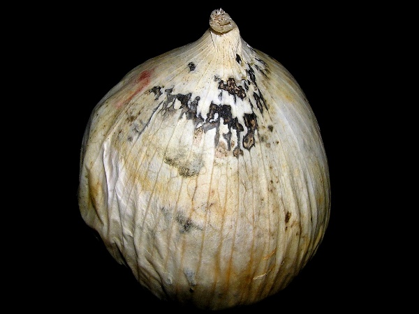 botrytida cibulovin botrytiniov&aacute; hniloba běloslupk&eacute; cibule (foto Jaroslav Rod)