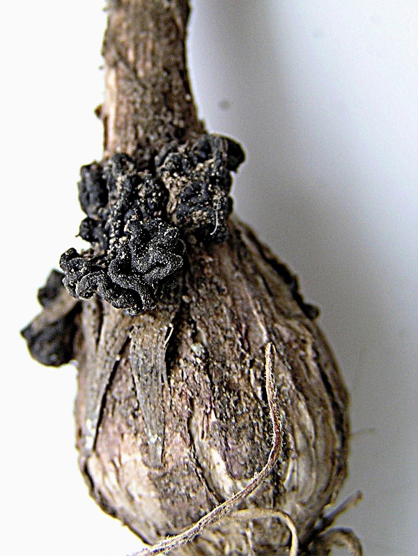 botrytida cibulovin botrytiniov&aacute; hniloba česneku (foto Jaroslav Rod)