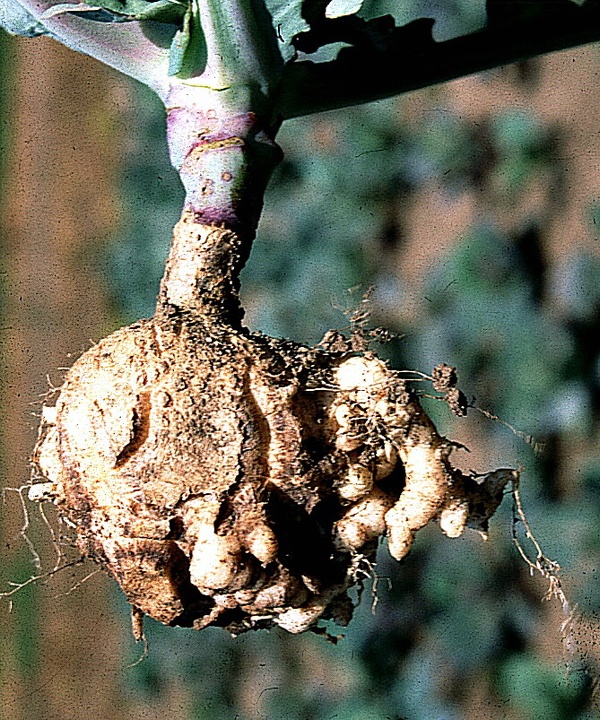 boulovitost brukvovit&yacute;ch (foto Jaroslav Rod)