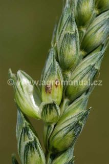 braničnatka plevov&aacute; na klasu