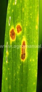 braničnatka plevov&aacute; na listu