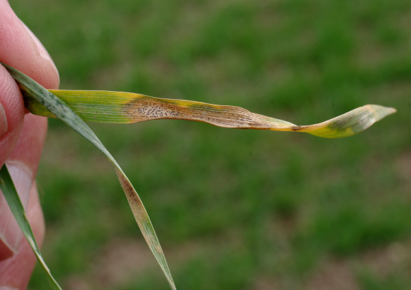 Skvrny na listech (foto&copy;Josef Pozděna)