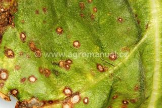 Skvrnatička řepn&aacute; na listu