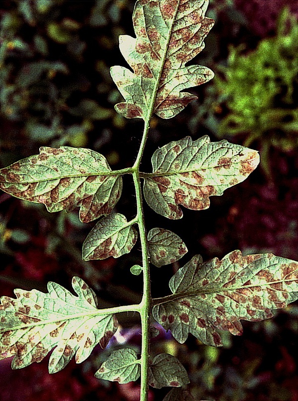čerň rajčatov&aacute; (foto Jaroslav Rod)