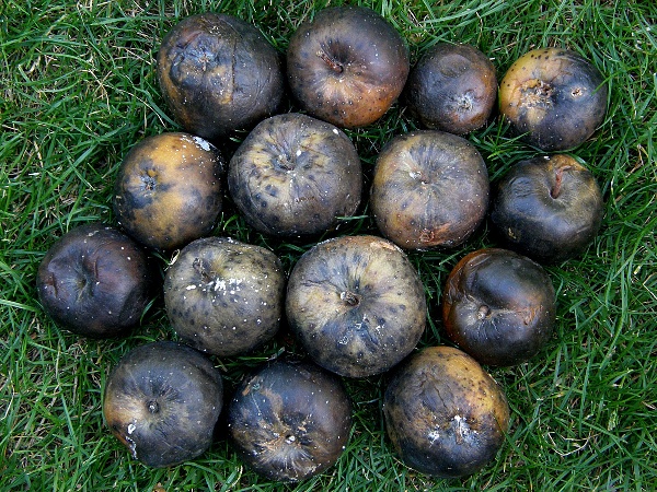 čern&aacute; a&nbsp;hněd&aacute; moniliov&aacute; hniloba jablek (foto Jaroslav Rod)