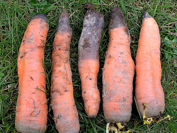 čern&aacute; hniloba mrkve (foto Jaroslav Rod)