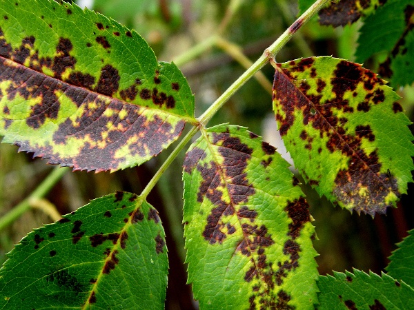 čern&aacute; skvrnitost listů růž&iacute; (foto Jaroslav Rod)