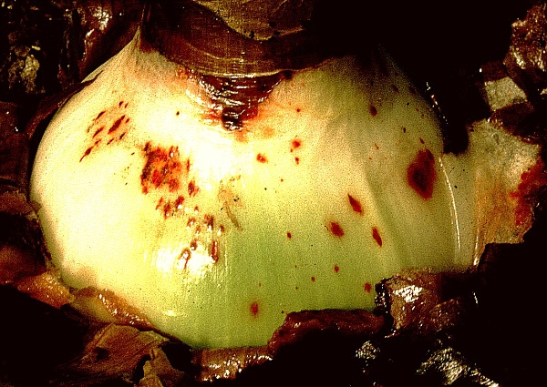 červen&aacute; sp&aacute;la hvězdn&iacute;ku - napaden&iacute; cibule  (foto Jaroslav Rod)