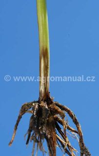 Projev choroby na p&scaron;enici