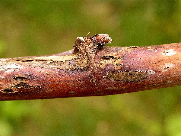 didymelov&eacute;  odum&iacute;r&aacute;n&iacute; malin&iacute;ku (foto Jaroslav Rod)