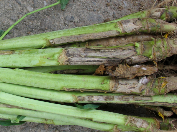 Na ochořel&yacute;ch stonc&iacute;ch se objevuj&iacute; skvrny s&nbsp;tmav&yacute;m okrajem (foto&copy;Josef Pozděna)