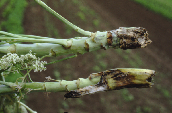 V m&iacute;stech skvrn doch&aacute;z&iacute; k&nbsp;zahn&iacute;v&aacute;n&iacute; a&nbsp;snadn&eacute;mu l&aacute;m&aacute;n&iacute; stonků (foto&copy;Josef Pozděna)